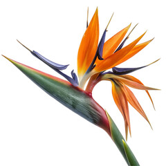 Bird of Paradise flower set isolated on transparent background  
