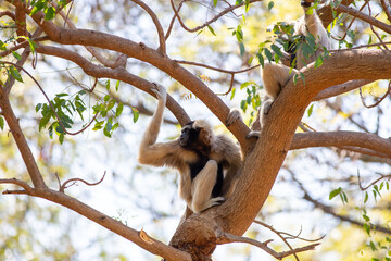 A cute wild gibbon is climbing a green branch in the forest.
