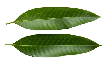 Obraz premium Two vibrant green mango leaves with prominent veins against a black background