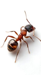 Detailed macro shot of a single ant showcasing intricate details against a clean white background, ideal for scientific or educational use