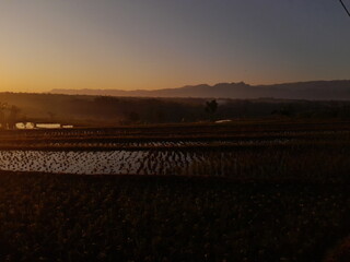 rice paddy field in the morning