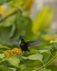 Fototapeta premium Antillean Crested Hummingbird Hovering Above Lantana Flowers 
