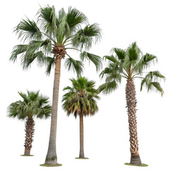 Various palm trees isolated on transparent background  
