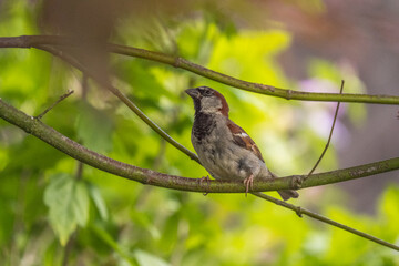 House sparrow or wood sparrow on a feeding board in a Danish villa garden environment 2025
