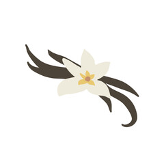 Vanilla flower with dried vanilla sticks vector illustration 