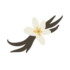 Vanilla flower with dried vanilla sticks vector illustration 