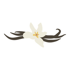 Vanilla flower with dried vanilla sticks vector illustration 