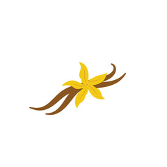 Vanilla flower with dried vanilla sticks vector illustration 