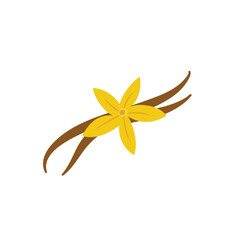 Vanilla flower with dried vanilla sticks vector illustration 