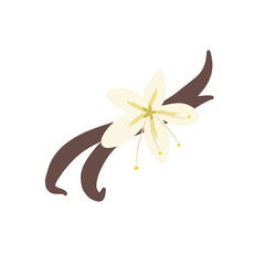 Vanilla flower with dried vanilla sticks vector illustration 