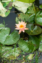 A beautiful pink waterlily or lotus flower in pond