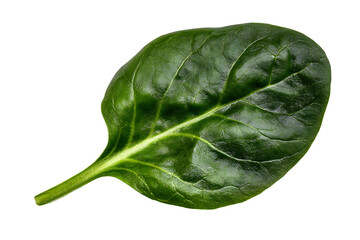 Naklejka premium Fresh Green Spinach Leaf Isolated on White Background for Healthy Eating and Culinary Use