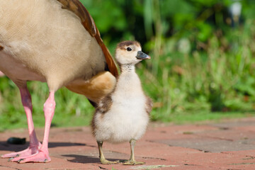 Egyptian gosling is standing on walkway