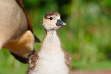 Egyptian gosling close-up portrait
