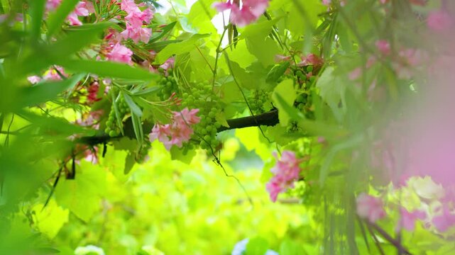 Green vines with pink oleander blossoms