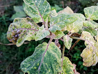 Closeup of Eggplant Leaves Infested with Whiteflies and Showing Disease Symptoms