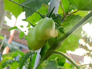 Unripe Tomatoes on Vine with Sunlight Filtering Through Leaves in a Garden Setting
