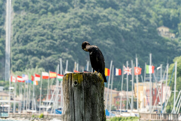 Kormoran  © wedrownik52