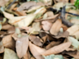Abstracted Autumn: A Soft Focus Study of Fallen Leaves in Neutral Tones