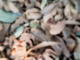 Abstract Close-Up of Blurry Brown and Green Leaves, Natural Texture