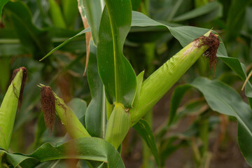 Close up of corn ear growing on the plant in a maize field, symbolizing harvest, agriculture, and healthy food production