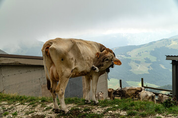 Krowa  © wedrownik52
