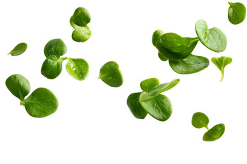 Falling fresh green lambs lettuce leaves isolated on transparent background