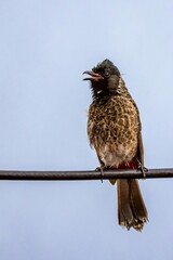 Red-Vented Bulbul Perched on Wire Outdoors