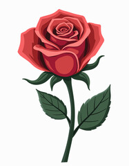 Fototapeta premium Red rose bloom with visible layers of petals