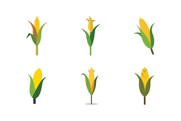 Fototapeta premium corn stalk color vector illustration set on white background