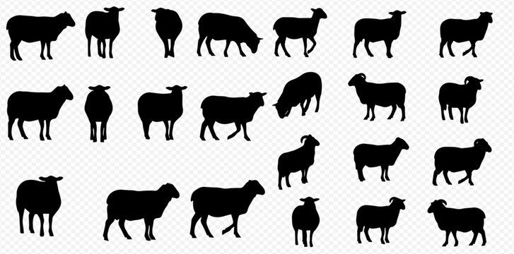 A collection of black sheep silhouettes in various poses, including standing, walking, and grazing, isolated on a transparent background.