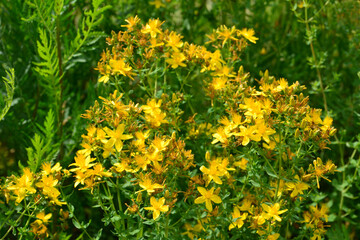 St. John's Wort Blooming in Sunlight