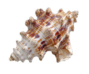 Close-up of a sea snail shell, intricate patterns and textures