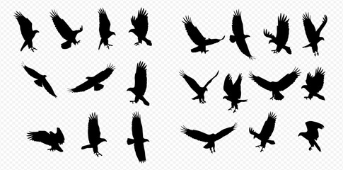 A collection of black eagle silhouettes in various dynamic flight, soaring, and landing poses on a transparent background.