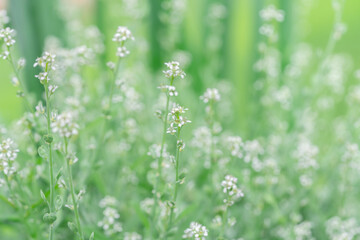 Close up of small white flowers blooming under warm sunny summer light