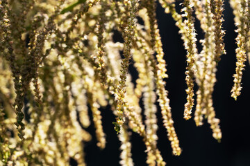 Bright yellow amaranth flower on dark background evoking warm summer atmosphere