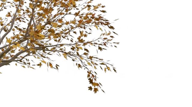 Realistic orange tree branch on white background.