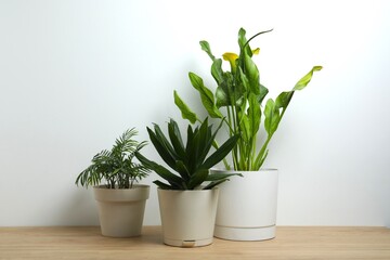 Greenery growing in flowerpots on the table in the interior