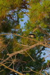 A hooded crow is perched on a branch high up in a tree, partially hidden by surrounding leaves and twigs under a blue sky on a sunny day.