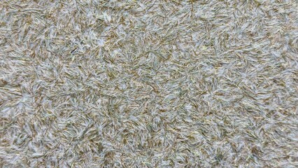 Natural Texture of Thin Light Brown and White Fibers — Ideal for Eco Design, Packaging, Textile Prints, and Background Compositions