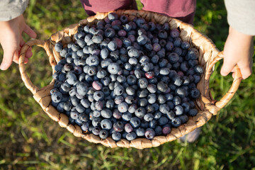 Child's hands holding basket of fresh blueberries, natural summer harvest