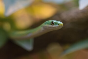 green snake on a tree