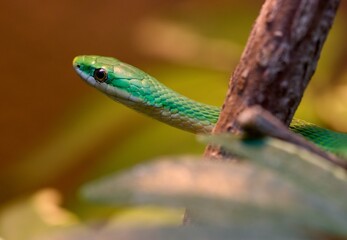 green snake on a tree