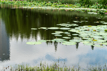 lotus leaves growing in the pond