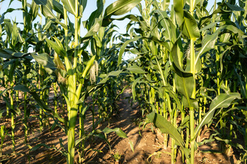 Obraz premium Green corn plants growing in field on sunny summer day, natural farm agriculture