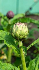 Fototapeta premium Close-up of a young artichoke growing in a garden.