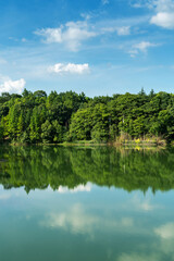 Lush greener around the pond in the park