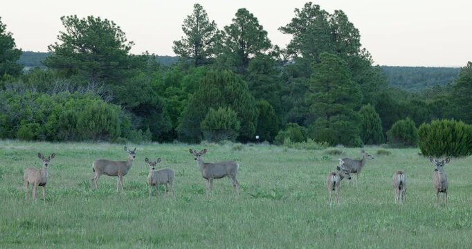 Mule Deer Eating in a Grass Field Get Alerted