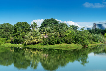 Fototapeta premium Lush greener around the pond in the park