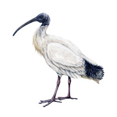Australian white ibis watercolor vintage style illustration. Hand drawn Threskiornis molucca Australian wildlife iconic white ibis bird. Bin chicken isolated on white background